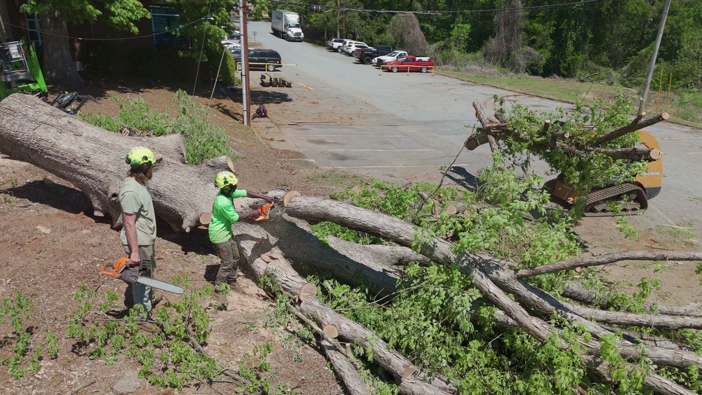 Aerial of a large tree being taken down at a commercial property