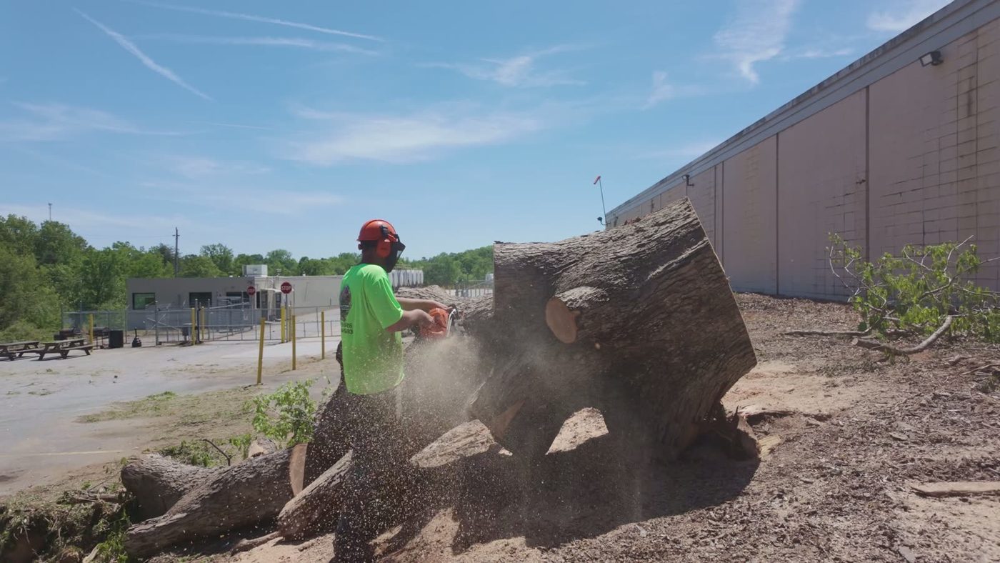 Cutting a large hardwood trunk into sections